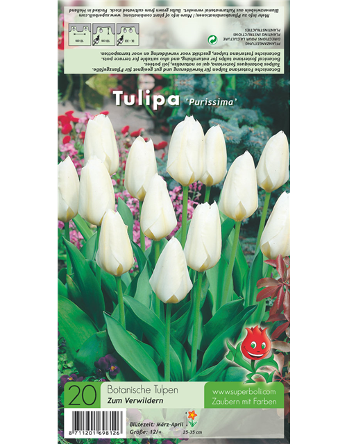 Garten-Tulpe 'Purissima'