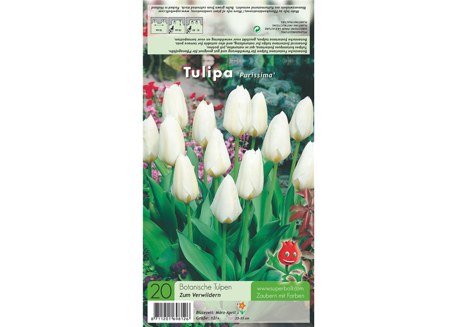 Garten-Tulpe 'Purissima'