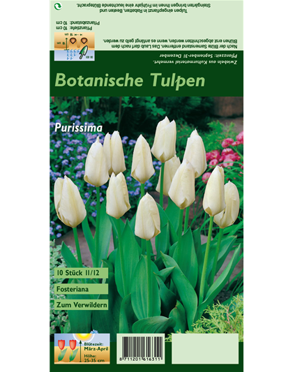 Garten-Tulpe 'Purissima'