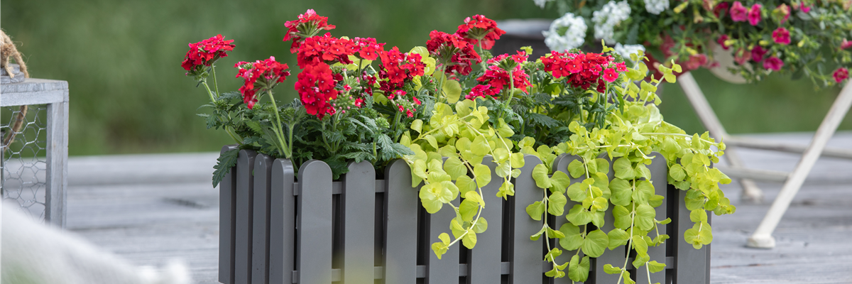 Verbena aufrecht, rot