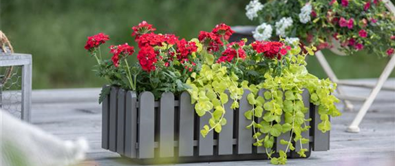 Bunt, bunter, Balkon! Balkonbepflanzung im Sommer