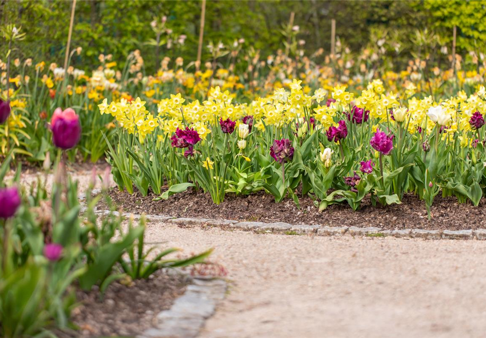 Wie Blumenzwiebeln im Frühjahr am besten eingepflanzt werden