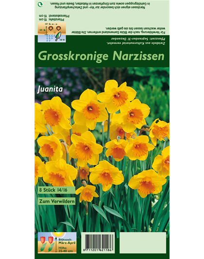 Großkronige Narzisse 'Juanita'