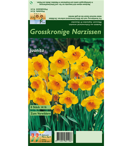 Großkronige Narzisse 'Juanita'