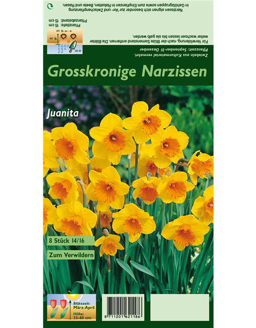 Großkronige Narzisse 'Juanita'