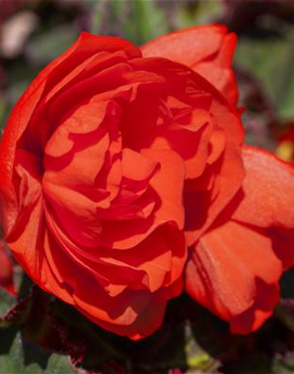 Hängebegonie 'Belina® Orange Colours'