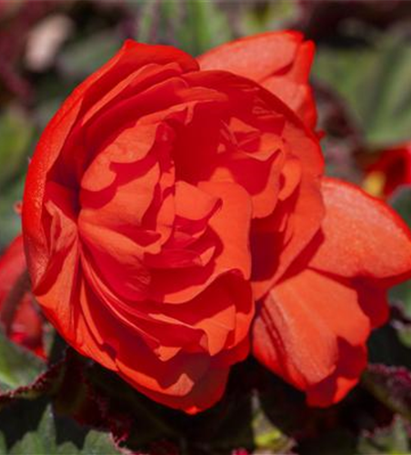 Hängebegonie 'Belina® Orange Colours'