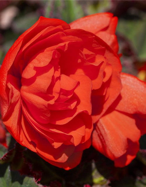 Hängebegonie 'Belina® Orange Colours'