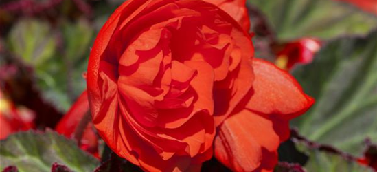 Hängebegonie 'Belina® Orange Colours'