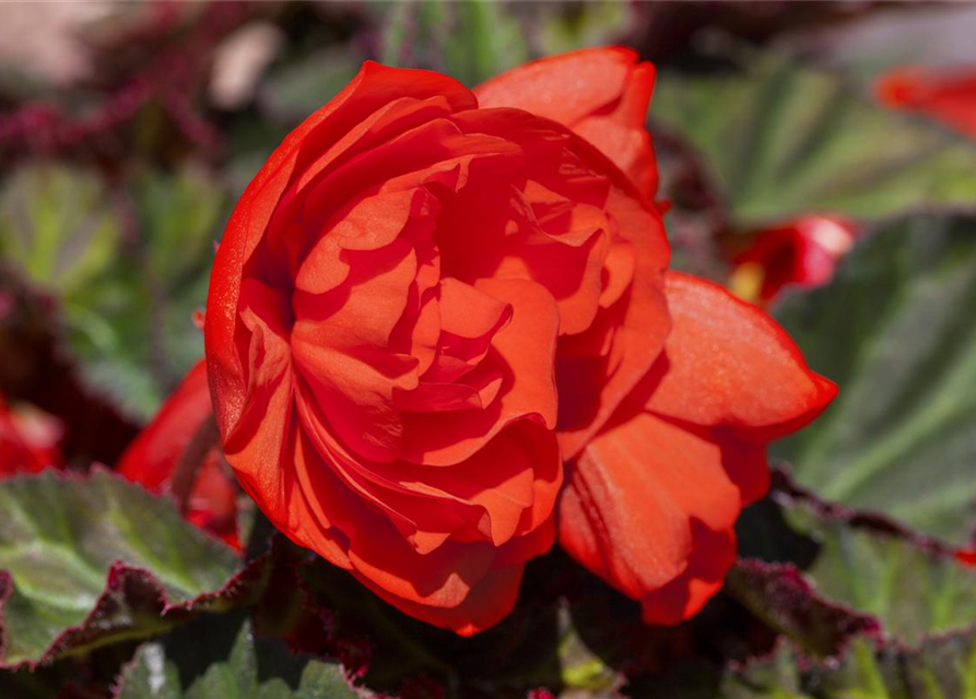 Hängebegonie 'Belina® Orange Colours'