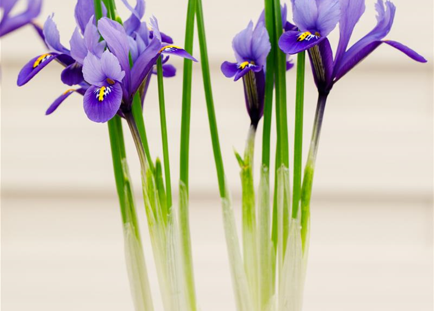 Holländische Iris