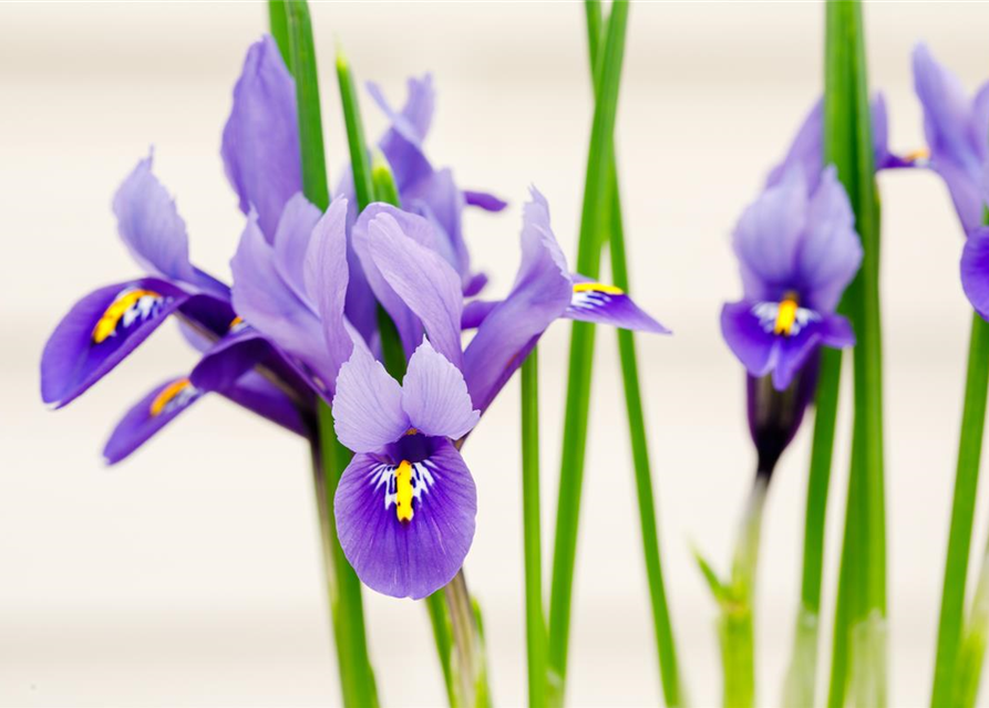 Holländische Iris