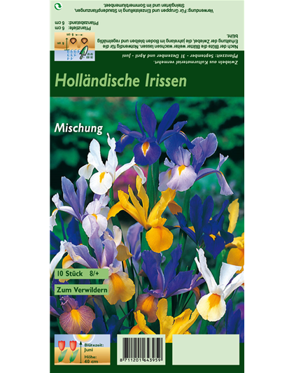 Holländische Iris