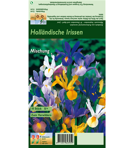 Holländische Iris