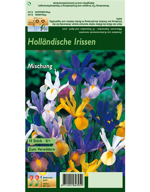 Holländische Iris