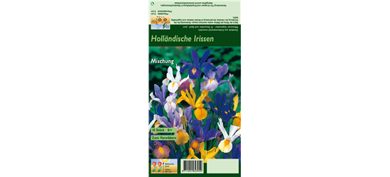 Holländische Iris