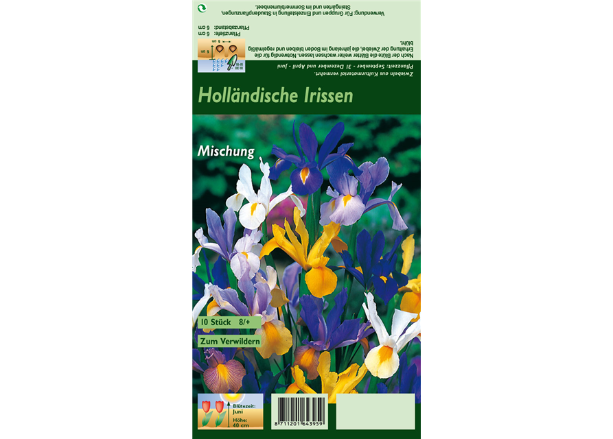 Holländische Iris