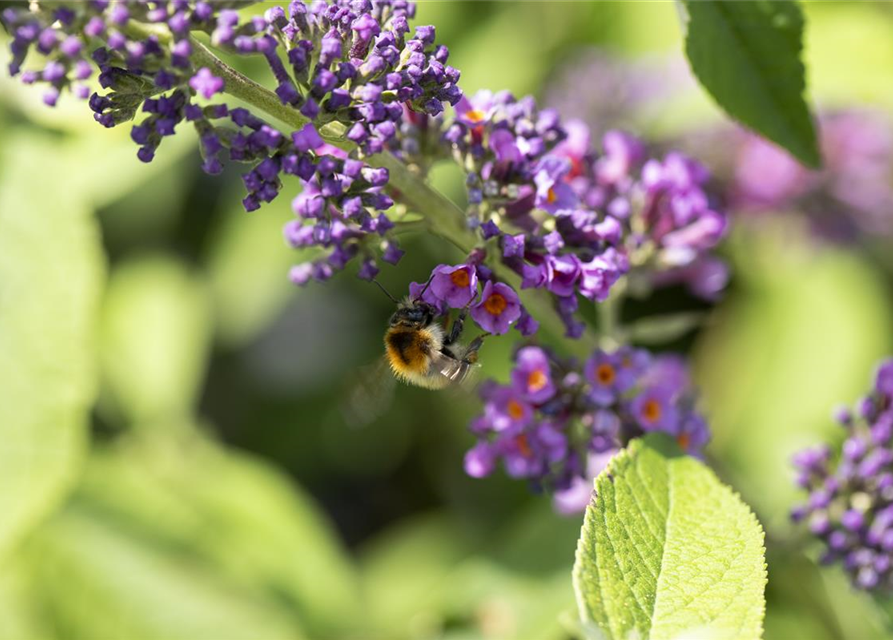 Insektennährgehölz-Hecke