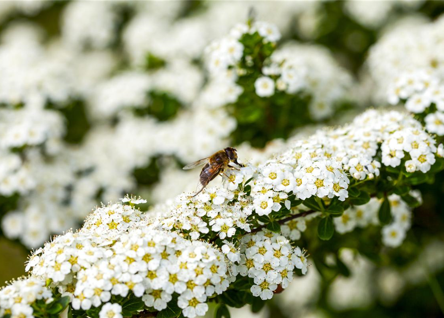 Insektennährgehölz-Hecke