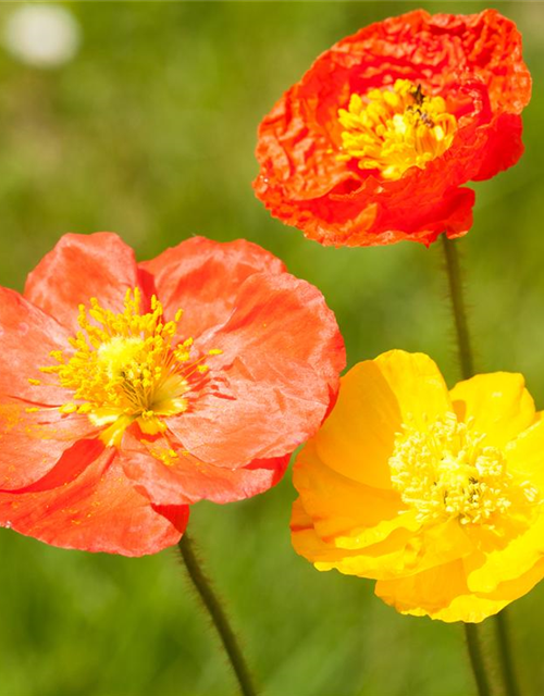 Island-Mohn-Samen