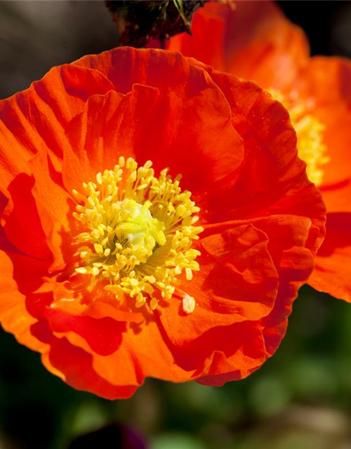 Island-Mohn-Samen