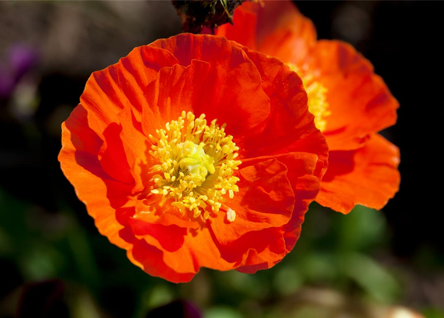 Island-Mohn-Samen