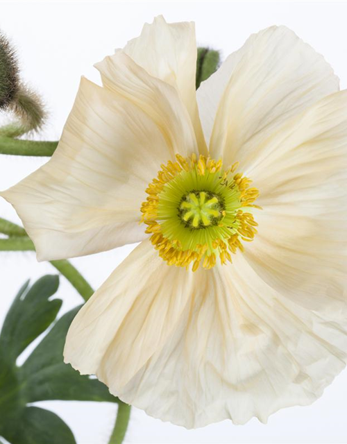 Island-Mohn-Samen