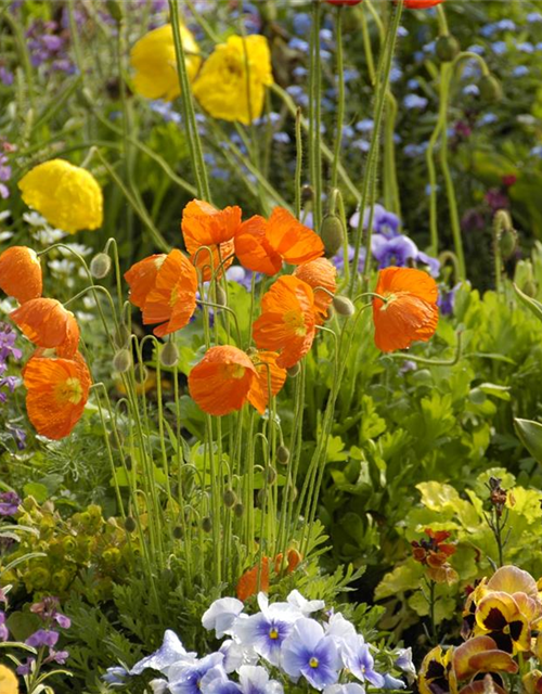 Island-Mohn-Samen