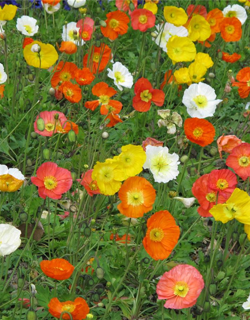 Island-Mohn-Samen