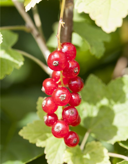 R Ribes rubrum 'Jonkheer van Tets' CAC