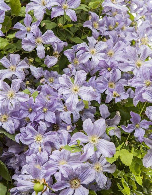 Clematis viticella 'Prince Charles'