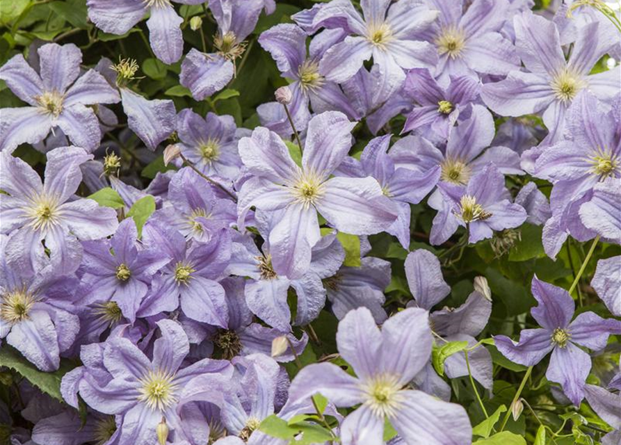 Clematis viticella 'Prince Charles'