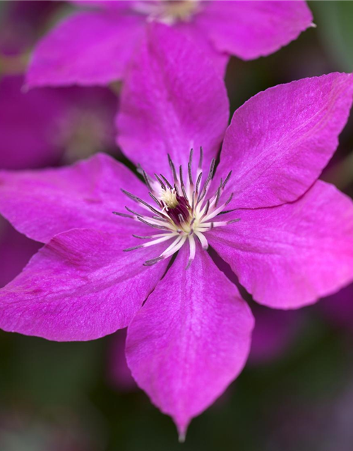 Clematis viticella