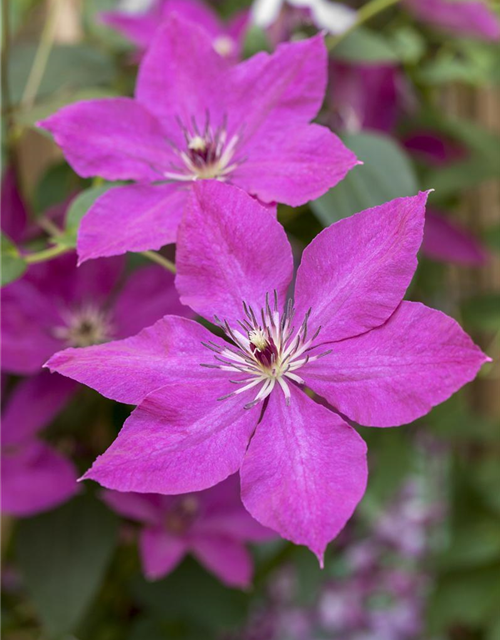 Clematis viticella