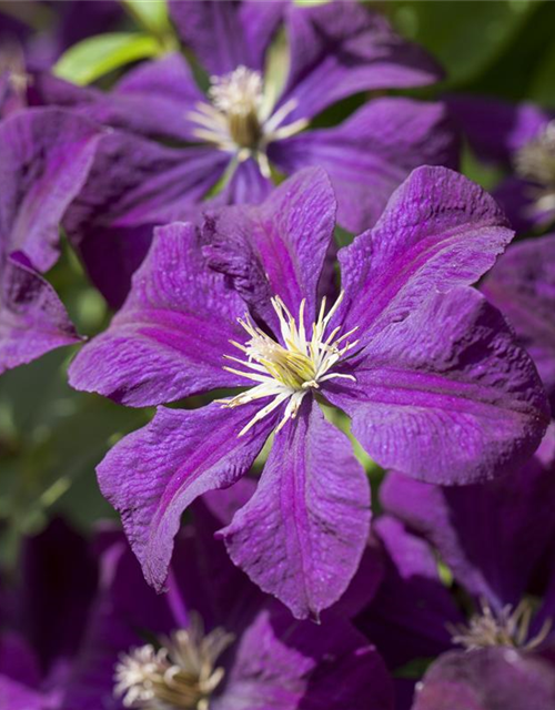 Clematis viticella