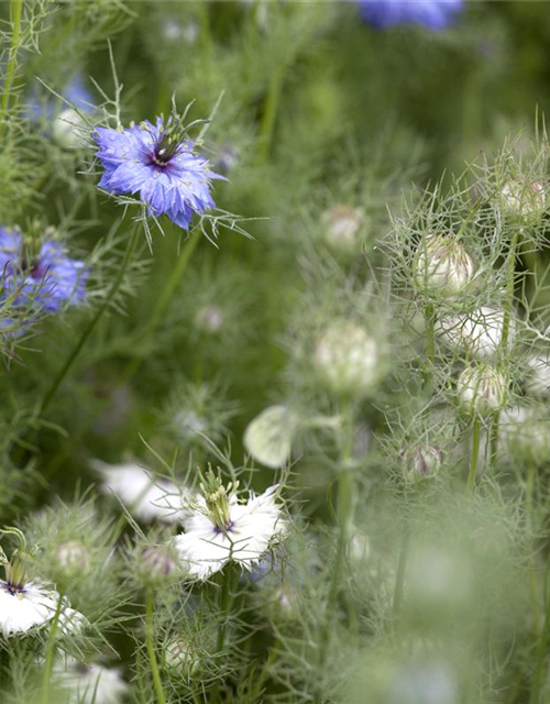 Jungfer im Grünen-Samen