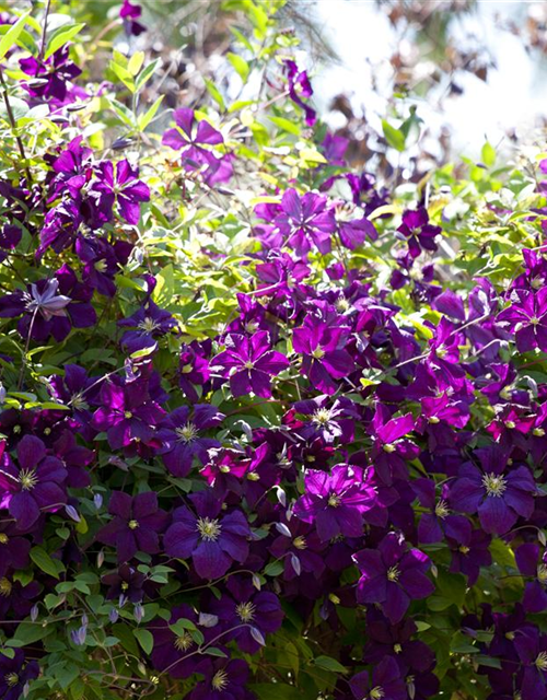 Clematis viticella 'Etoile Violette'