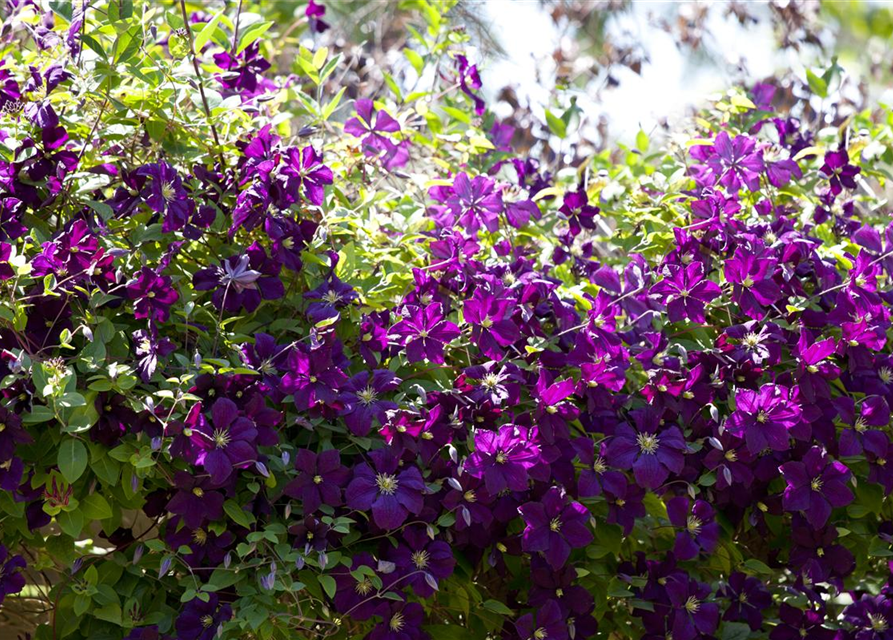 Clematis viticella 'Etoile Violette'