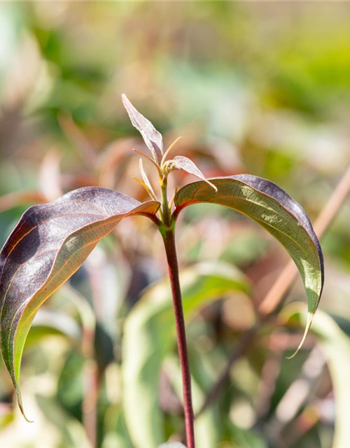 Japanischer Blumen-Hartriegel 'Cappuccino'®