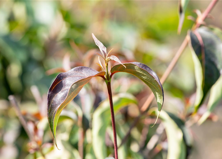 Japanischer Blumen-Hartriegel 'Cappuccino'®