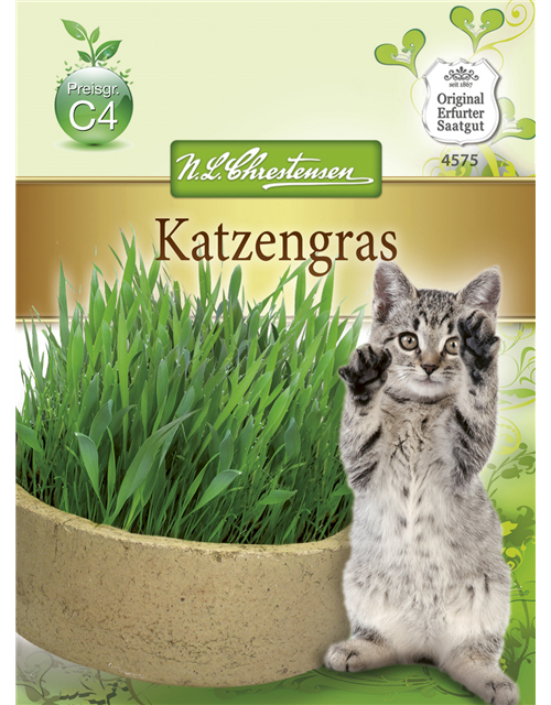 Katzengrassamen