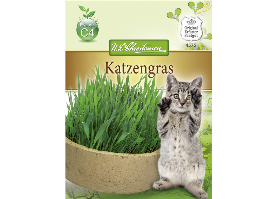 Katzengrassamen