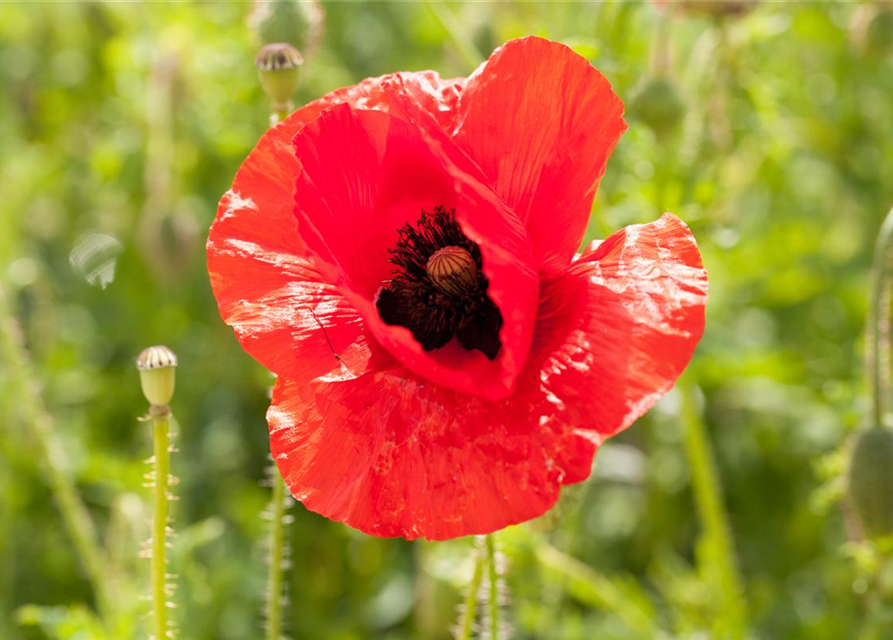 Klatsch-Mohn-Samen