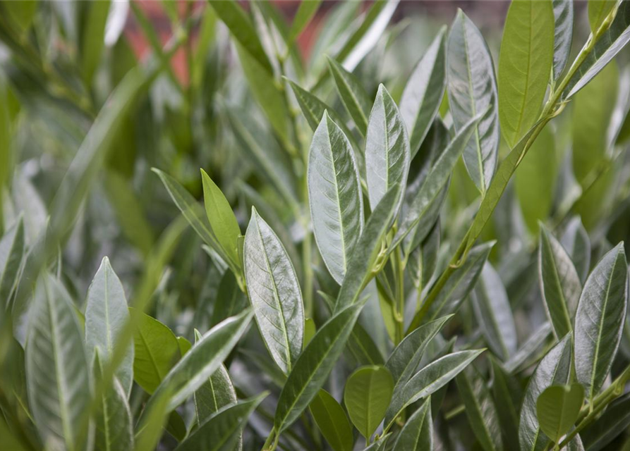 Lorbeerkirsche 'Caucasica' - Hecke