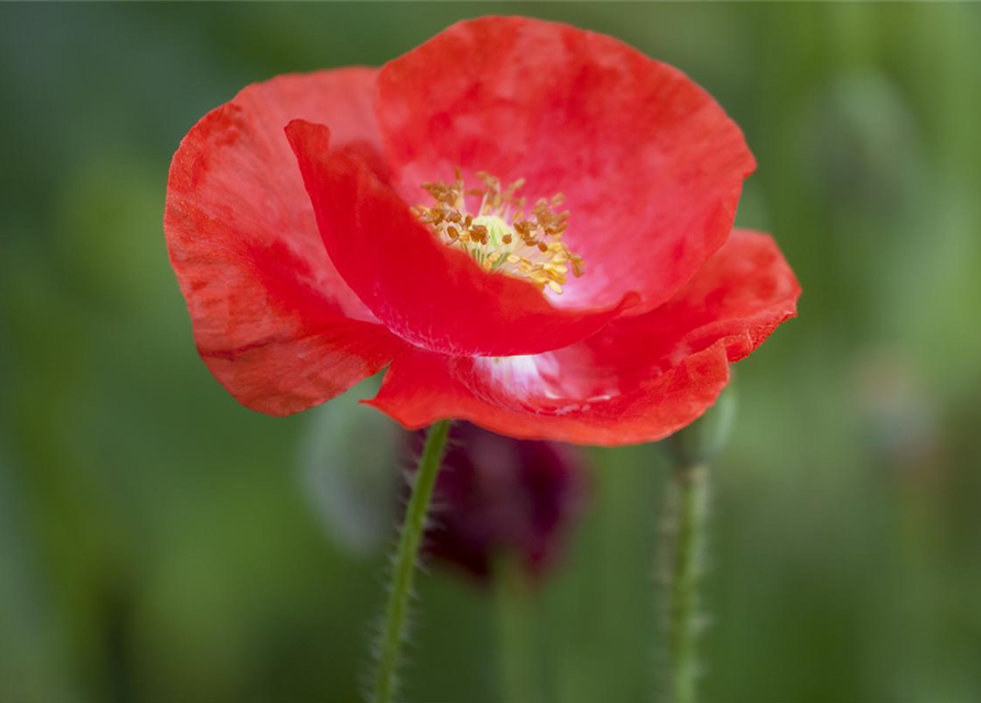 Klatsch-Mohn-Samen