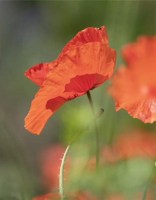 Klatsch-Mohn-Samen