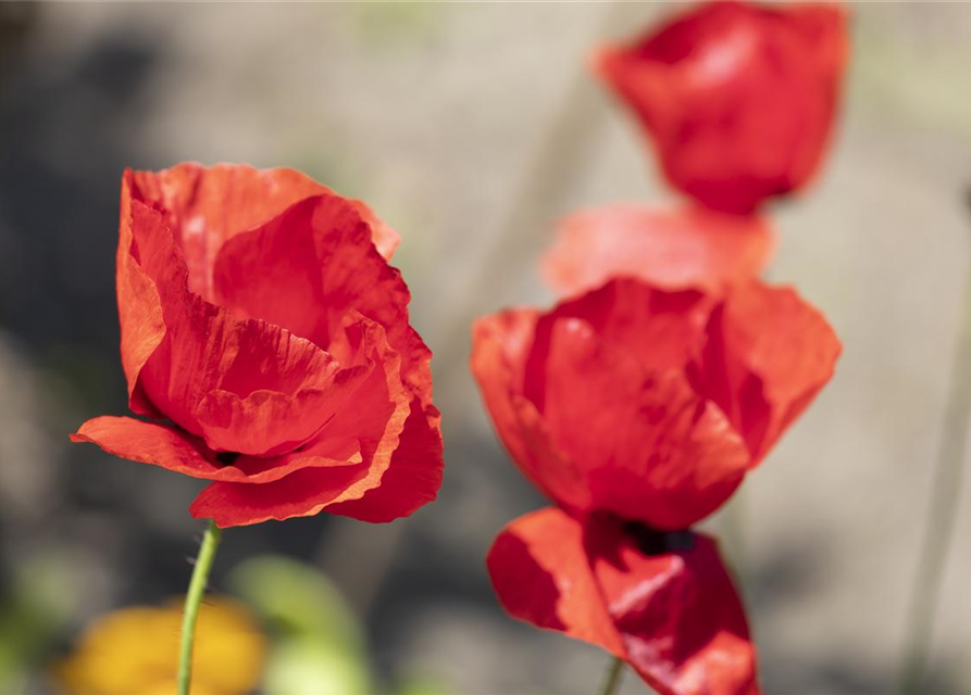 Klatsch-Mohn-Samen