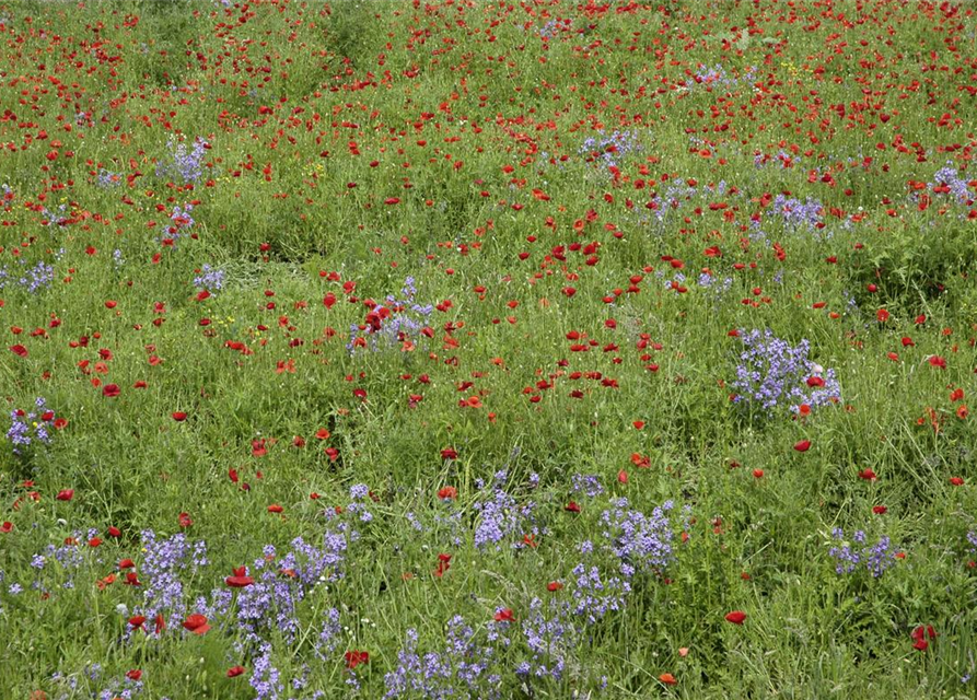 Klatsch-Mohn-Samen