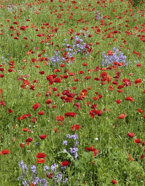 Klatsch-Mohn-Samen