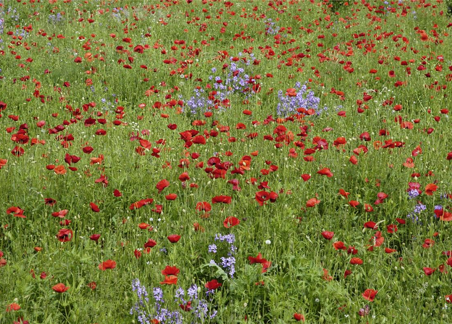 Klatsch-Mohn-Samen